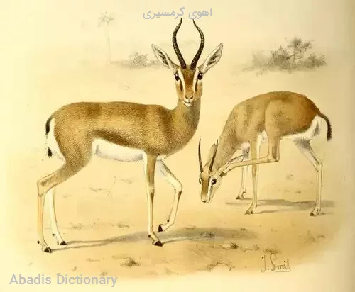 اهوی گرمسیری